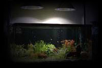 ܂낾 Aquarium